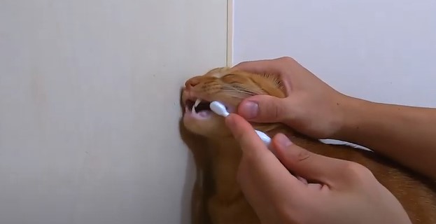 給貓刷牙