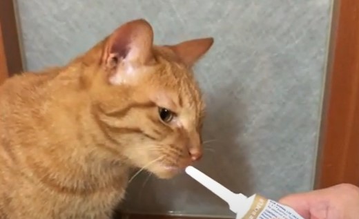 貓和牙膏