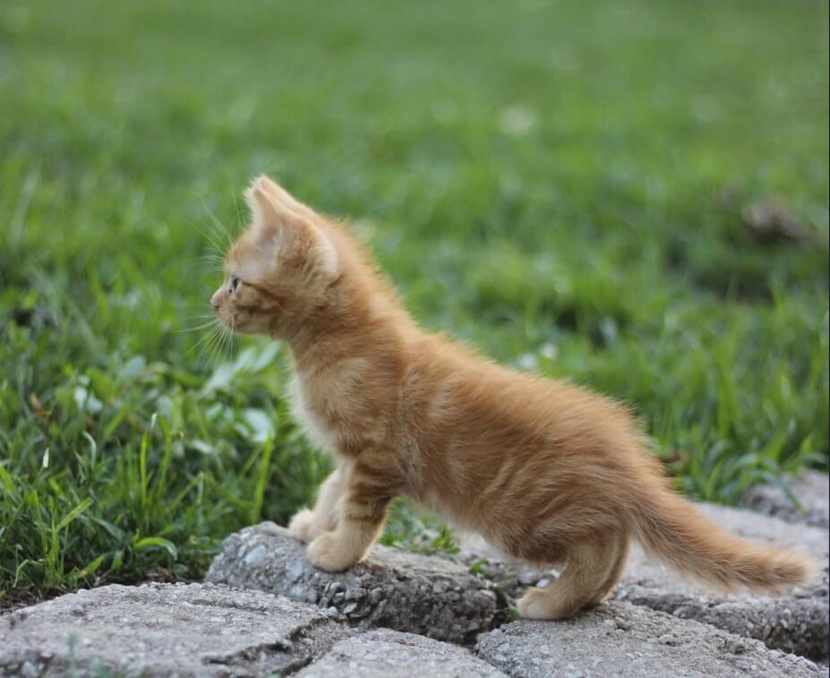 貓咪心情平和時，尾巴和水平方向呈約45°