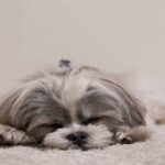 西施犬個性