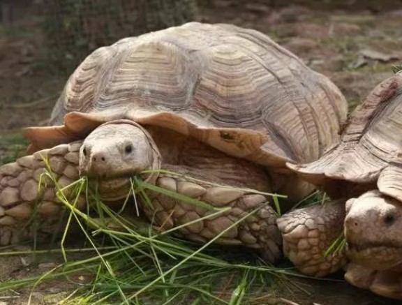 蘇卡達象龜吃素食