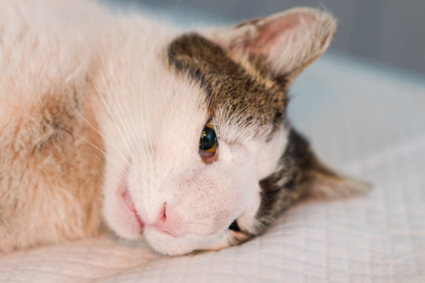 惡性腫瘤可能令貓咪鼻樑腫起、面容改變