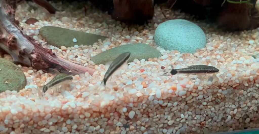 小精靈魚不動可能是因為不適應環境