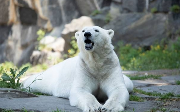 柏林動物園