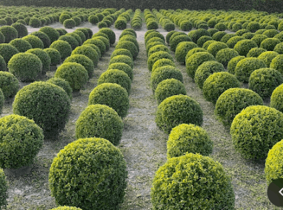 波波草景點