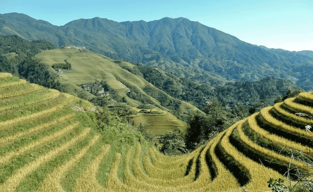 龍脊梯田